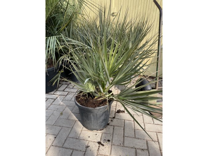 Nannorhops ritchiana silver 130 cm