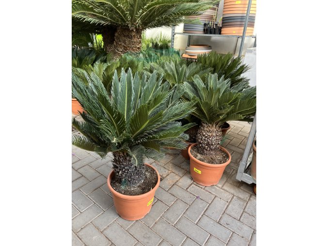 Cycas revoluta 80 cm