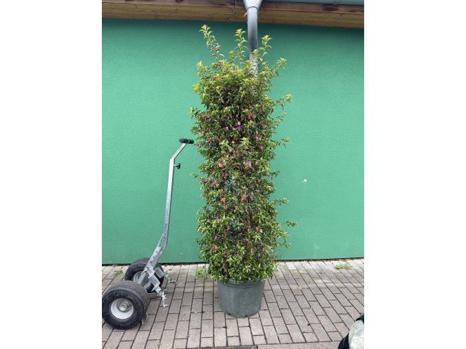 Bougainvilliea , Bugenvilea 200 cm