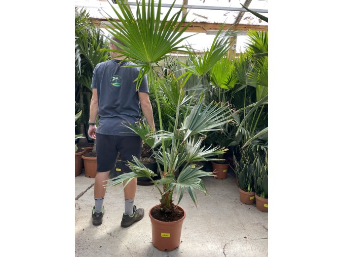 Livistona chinensis 160 cm