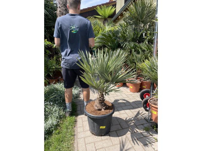 Trithrinax campestris 100 cm