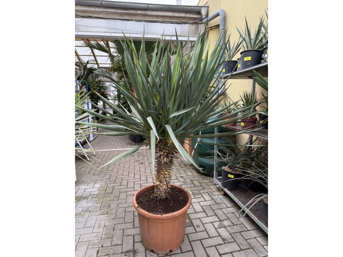 Yucca gloriosa na kmínku Výška 170