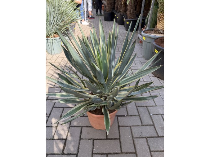 Yucca gloriosa variegata 60 cm.