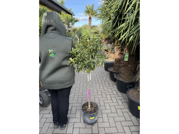 Citrus Kumquat 160 cm