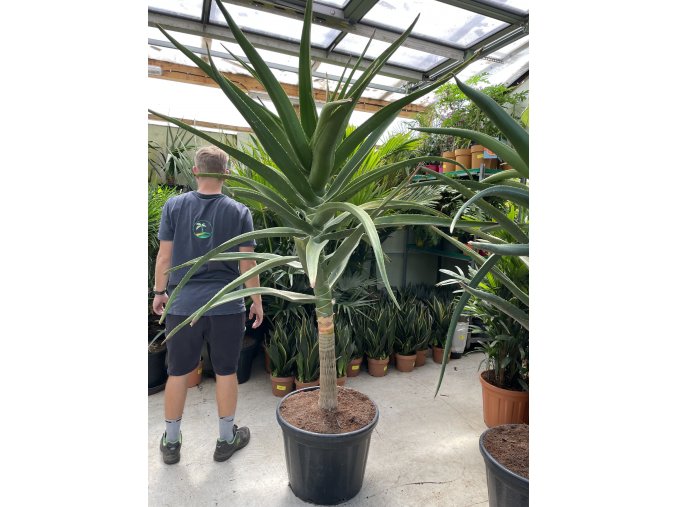 Aloe stromová, bainesii 180 cm