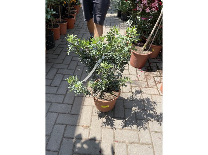 Pistacia lentiscus 40 cm
