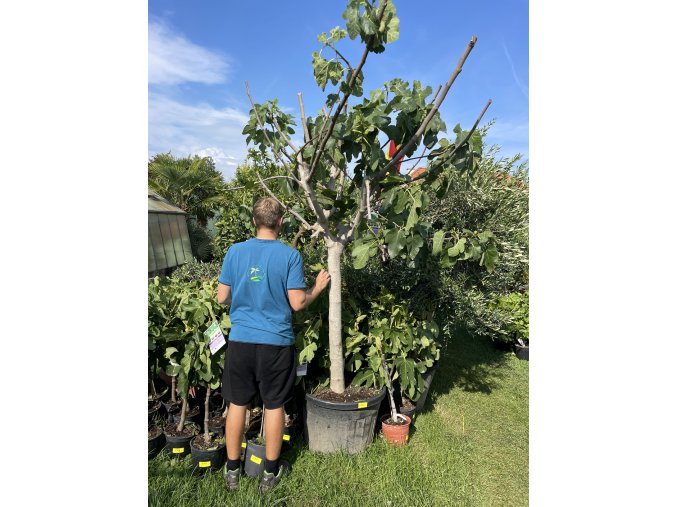 Ficus carica 250 cm