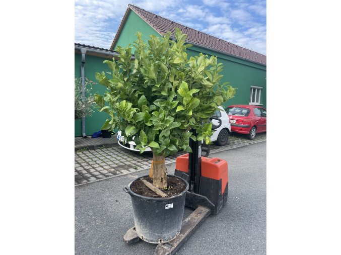 Citroník 200 cm+