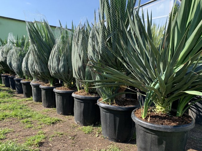 Yucca gloriosa, juka, Výška 100 cm+