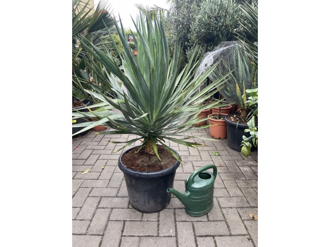 Yucca gloriosa, juka, Výška 110 cm+