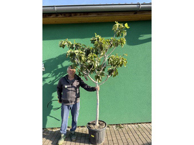 Ficus carica 200 cm