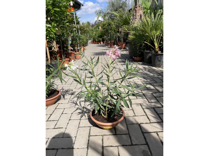 Oleander 40 cm miska