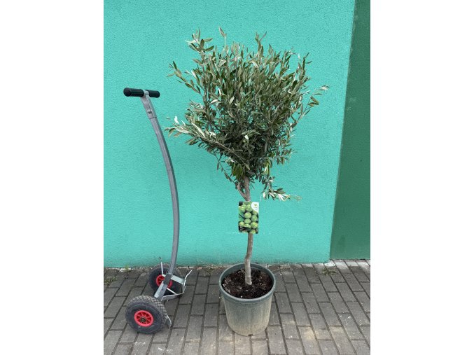 Olea europea - Olivovník 160 cm