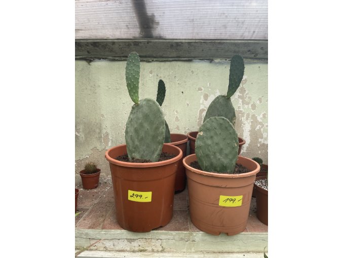 Opuntia robusta 30 cm