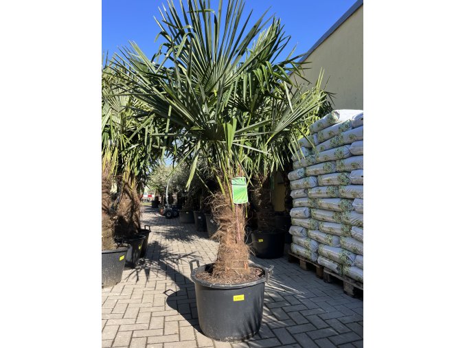 TRACHYCARPUS FORTUNEI Galícia, VÝŠKA 190 CM, KMEN 60 CM