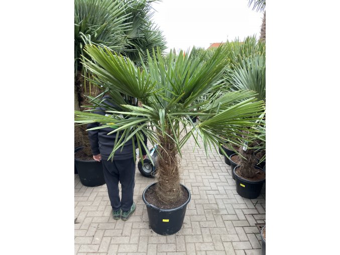 TRACHYCARPUS FORTUNEI GALÍCIA, VÝŠKA 200 CM, KMEN 70 CM