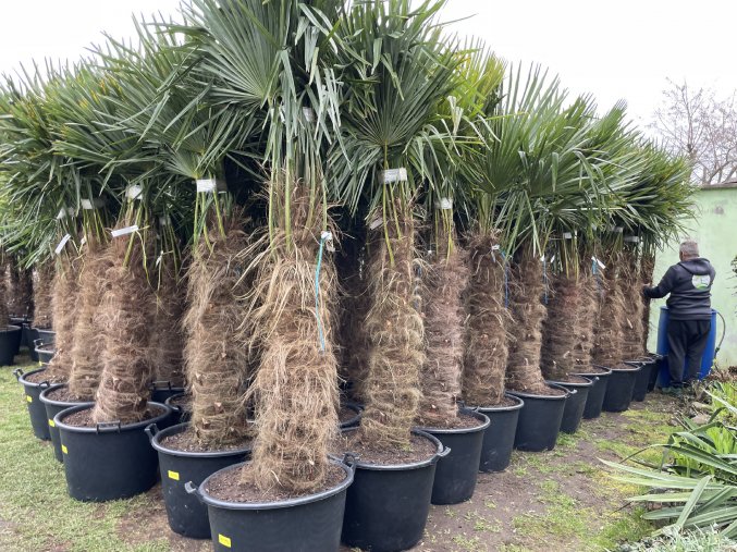 TRACHYCARPUS FORTUNEI GALÍCIA, VÝŠKA 250 CM, KMEN 110 CM