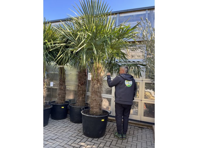 TRACHYCARPUS FORTUNEI GALÍCIA, VÝŠKA 280 CM, KMEN 110-120 CM