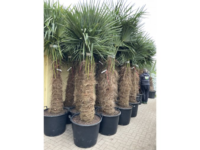 TRACHYCARPUS FORTUNEI GALÍCIA, VÝŠKA 280 CM, KMEN 120-130 CM