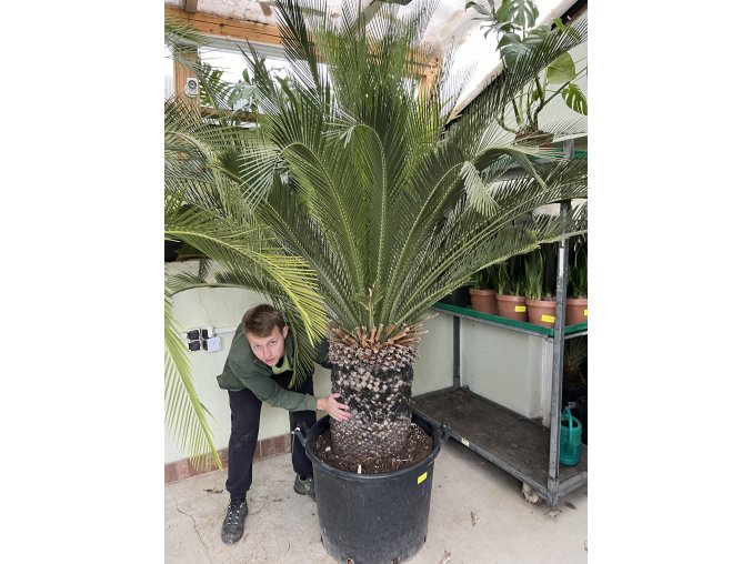 Macrozamia moorei 220 cm