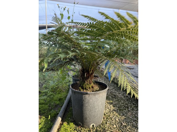 dicksonia antarctica 50 cm