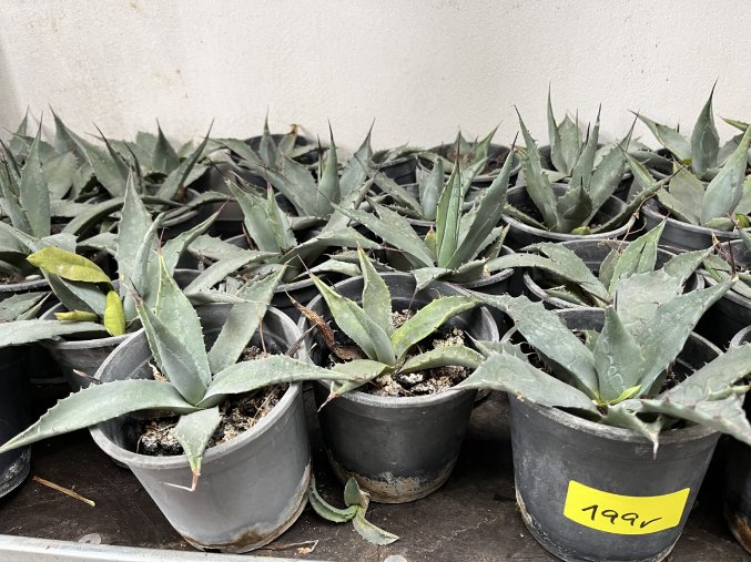 Agave Parryi