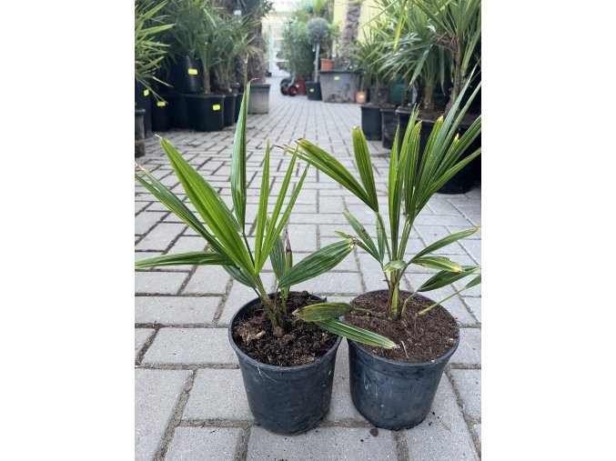 TRACHYCARPUS FORTUNEI, VÝŠKA 30 CM, KMEN 2 CM