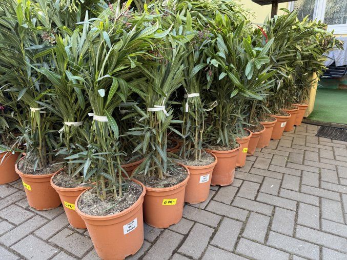 Nerium Oleander - Oleandr 100 cm
