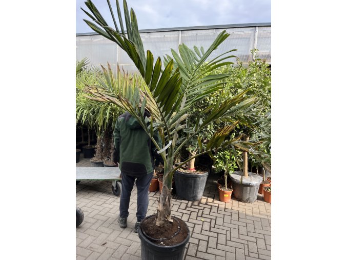Chambeyronia macrocarpa 180 cm