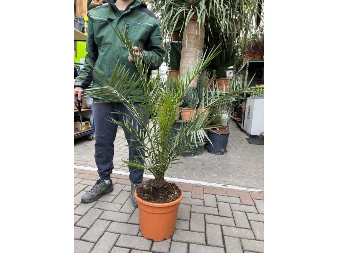 PHOENIX CANARIENSIS, DATLOVÁ PALMA  110 CM