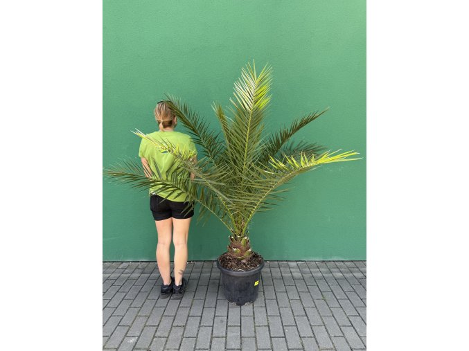 PHOENIX CANARIENSIS, DATLOVÁ PALMA  170 CM