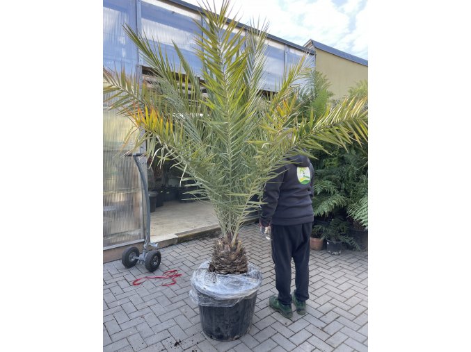 PHOENIX Sylvestris, DATLOVÁ PALMA  200 CM