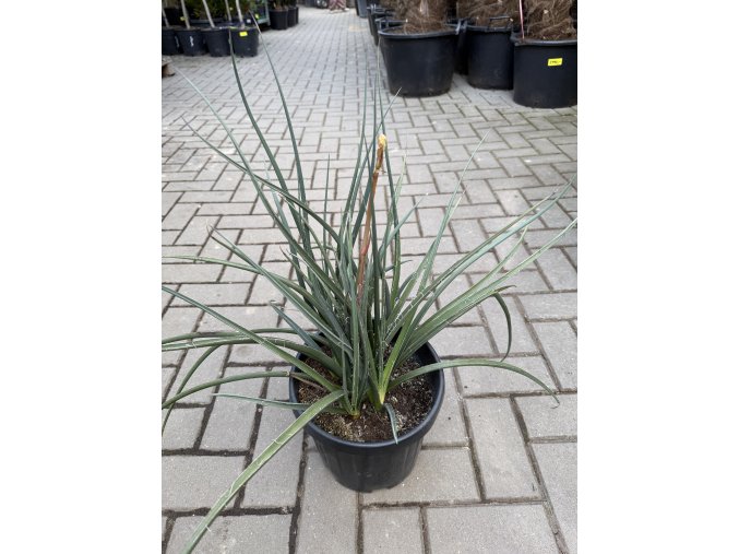 hesperaloe parviflora, -22°C, 40 cm