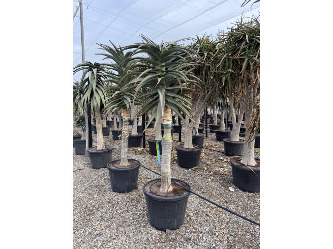 Aloe stromová, bainesii 250 cm