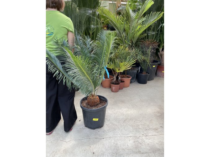 Cycas panzhihuaensis 110 cm