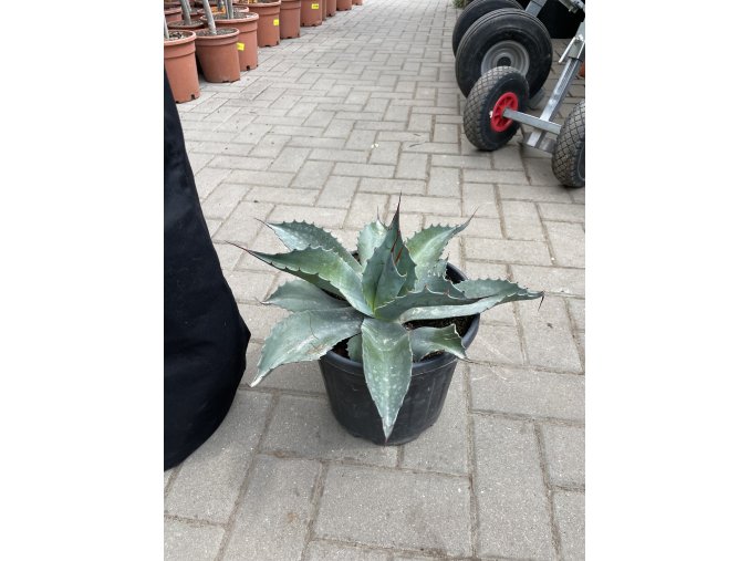 Agave Ovatifolia. 25cm