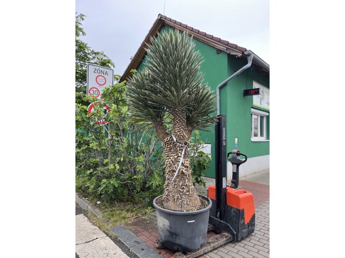 Yucca Filifera, 250 cm