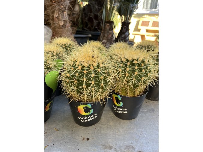 Echinocactus Grusonii 10 cm