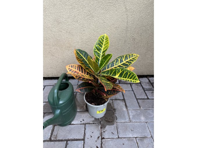 Codiaeum variegatum "Petra", Kroton 35 cm
