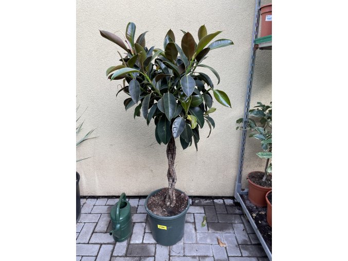Ficus elastica Melany 160 cm