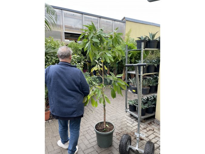 Avocado 180 cm