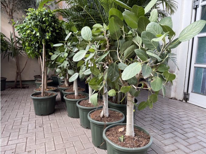 Ficus benghalensis Audrey 140 cm