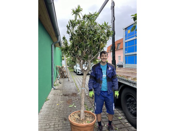 Dracena reflexa song of jamaica 220 cm