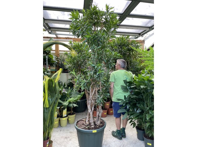 Dracena reflexa song of jamaica 260 cm