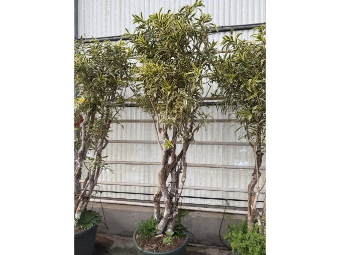 Dracena reflexa song of jindia 250 cm