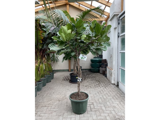 Ficus lyrata, stromek, 200 cm