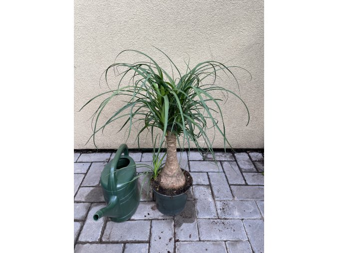 Beaucarnea recurvata, sloní noha, 50 cm
