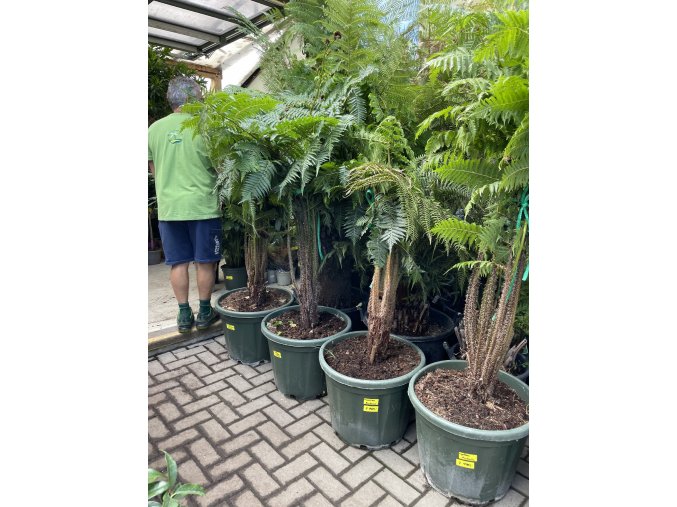 Cyathea Australis 160 cm