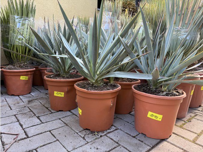 Yucca Palida 30 cm