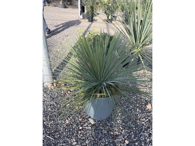 yucca linearifolia